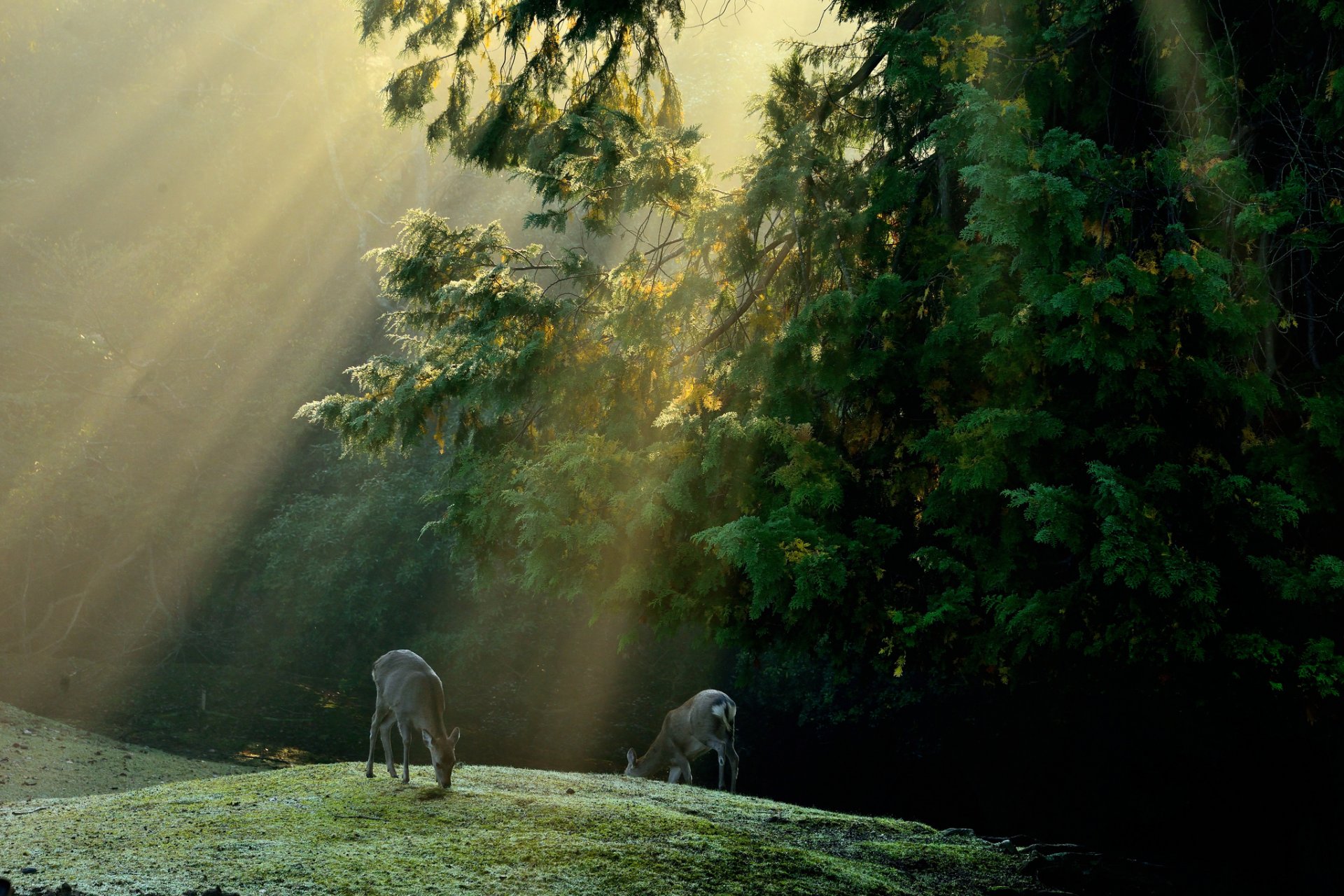 foresta alberi radura cervi raggi sole