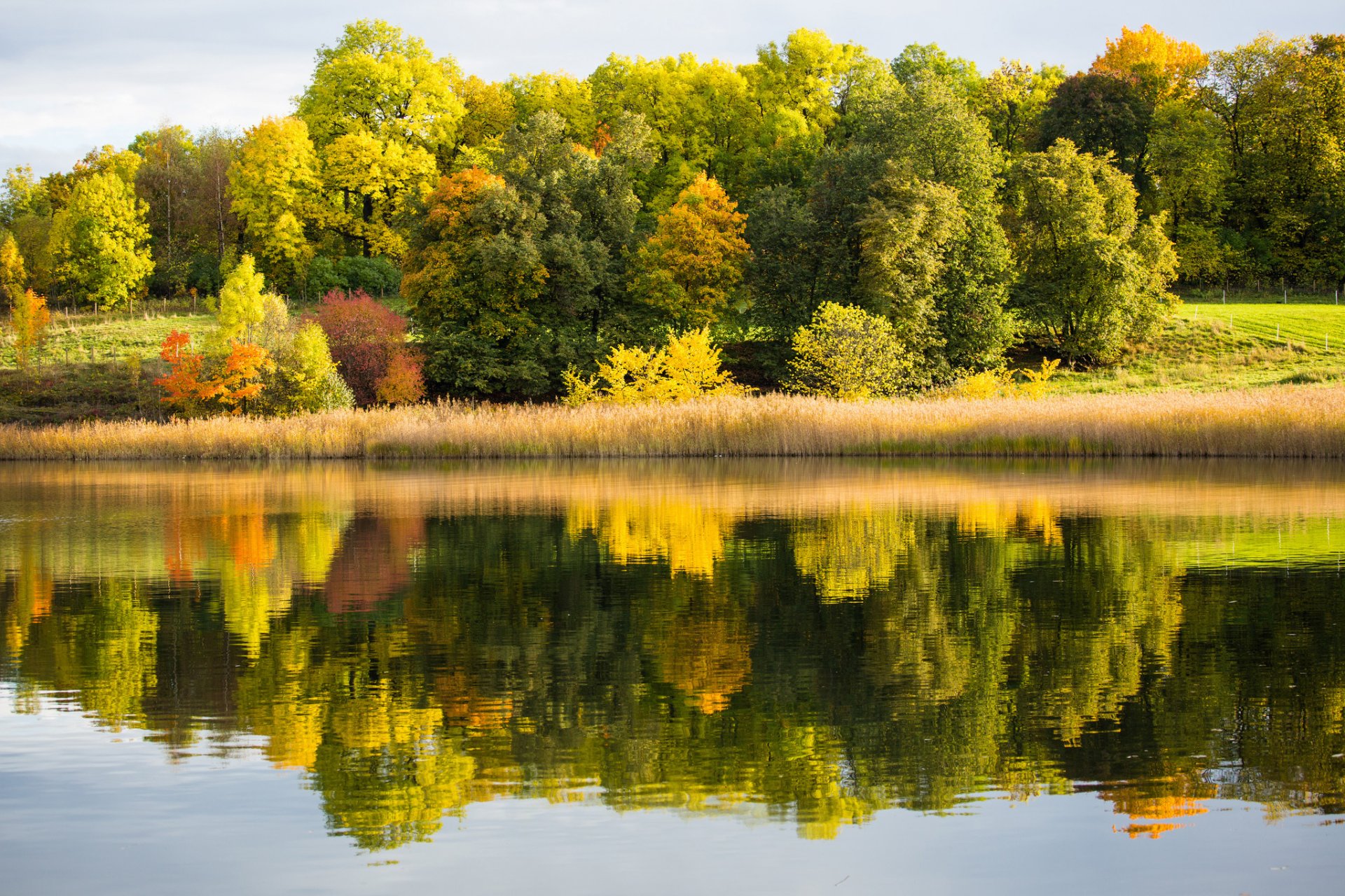 forest lake reflection autumn