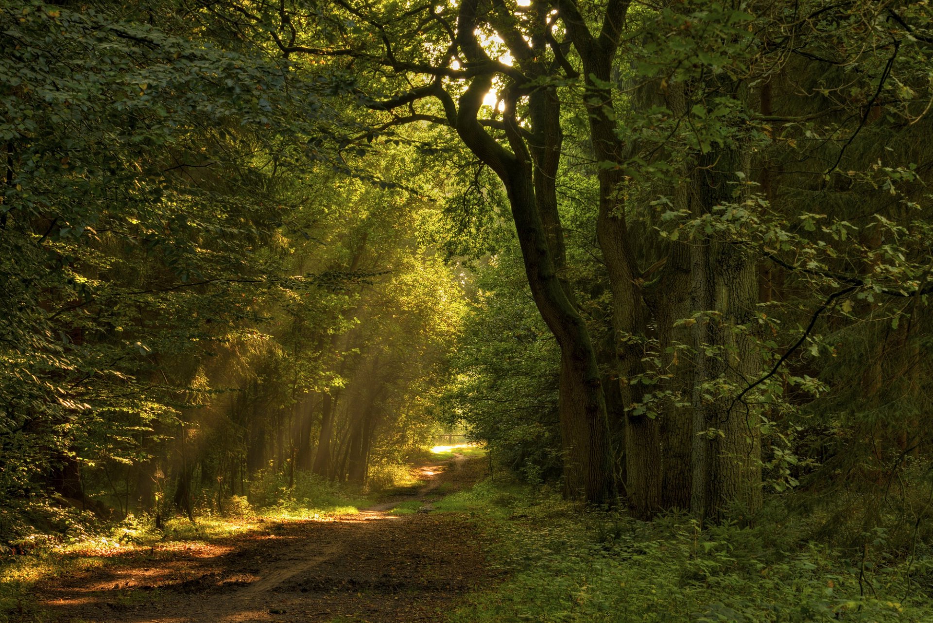 road path leaves tree nature forest sun light ray