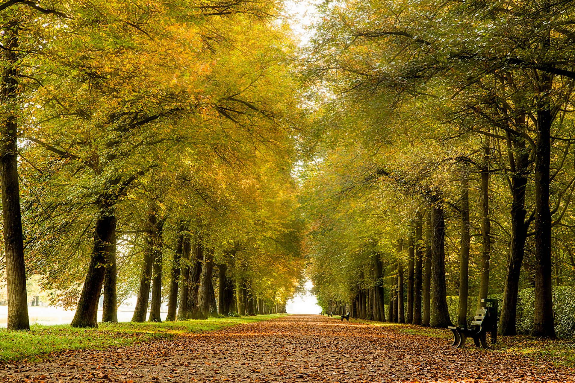 parco vicolo panchine foglie autunno