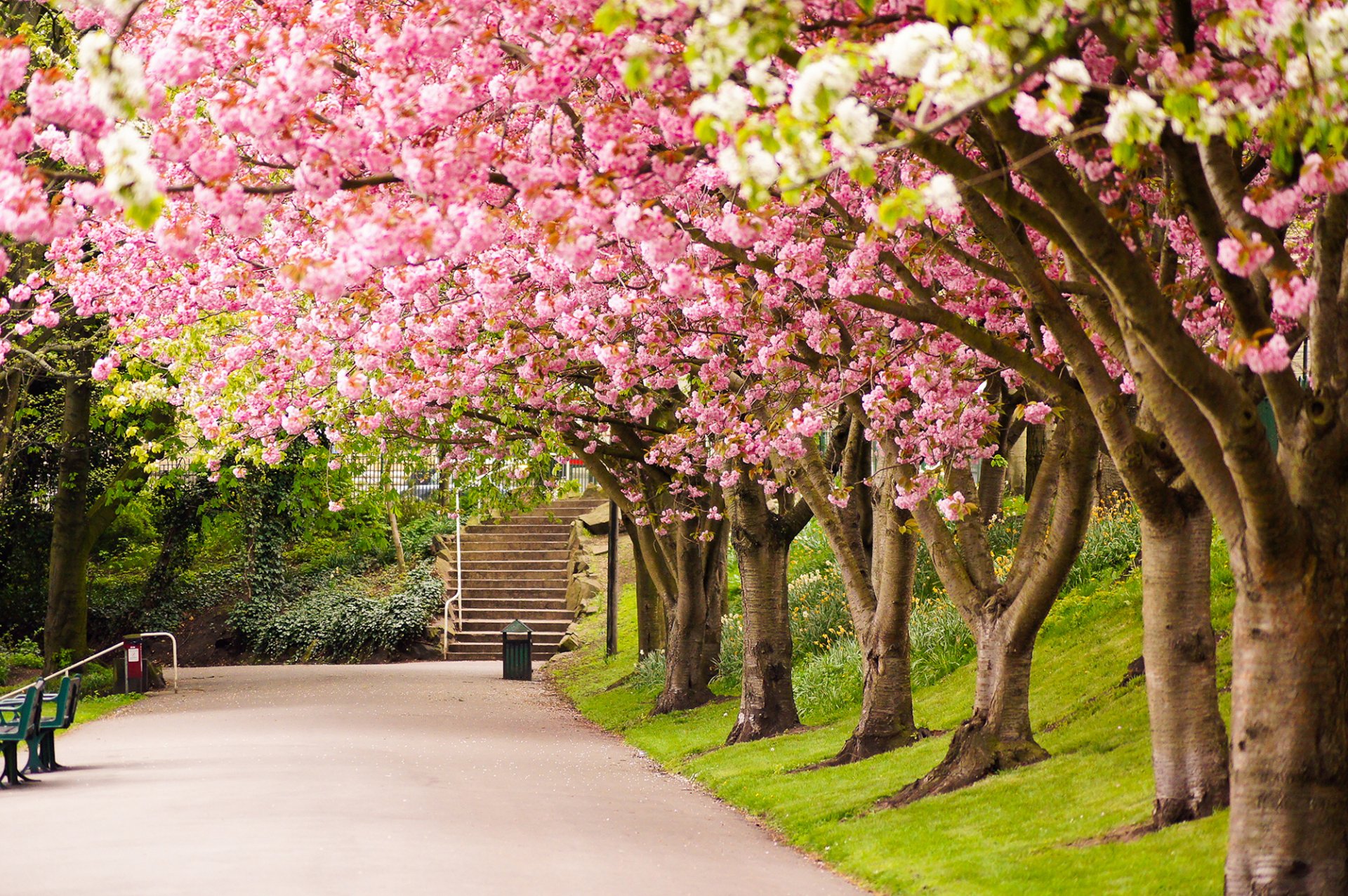 sheffield england großbritannien park bäume sakura blüte straße gasse stufen natur frühling