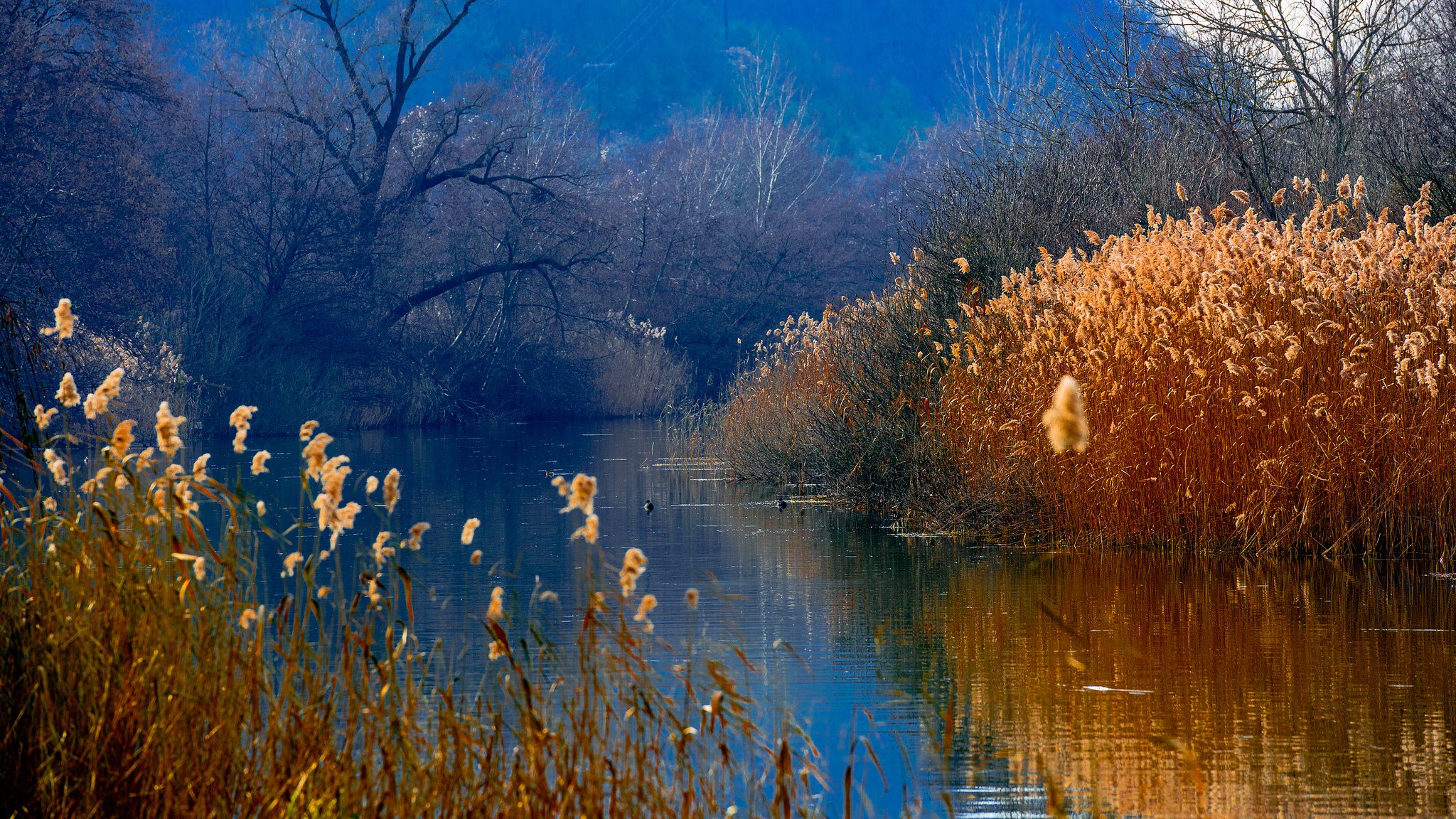 montañas bosque lago juncos patos