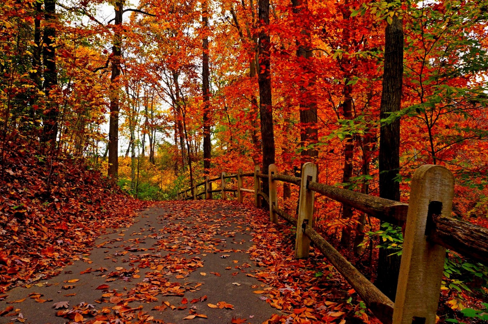 nature forest park trees leaves colorful road autumn fall colors walk