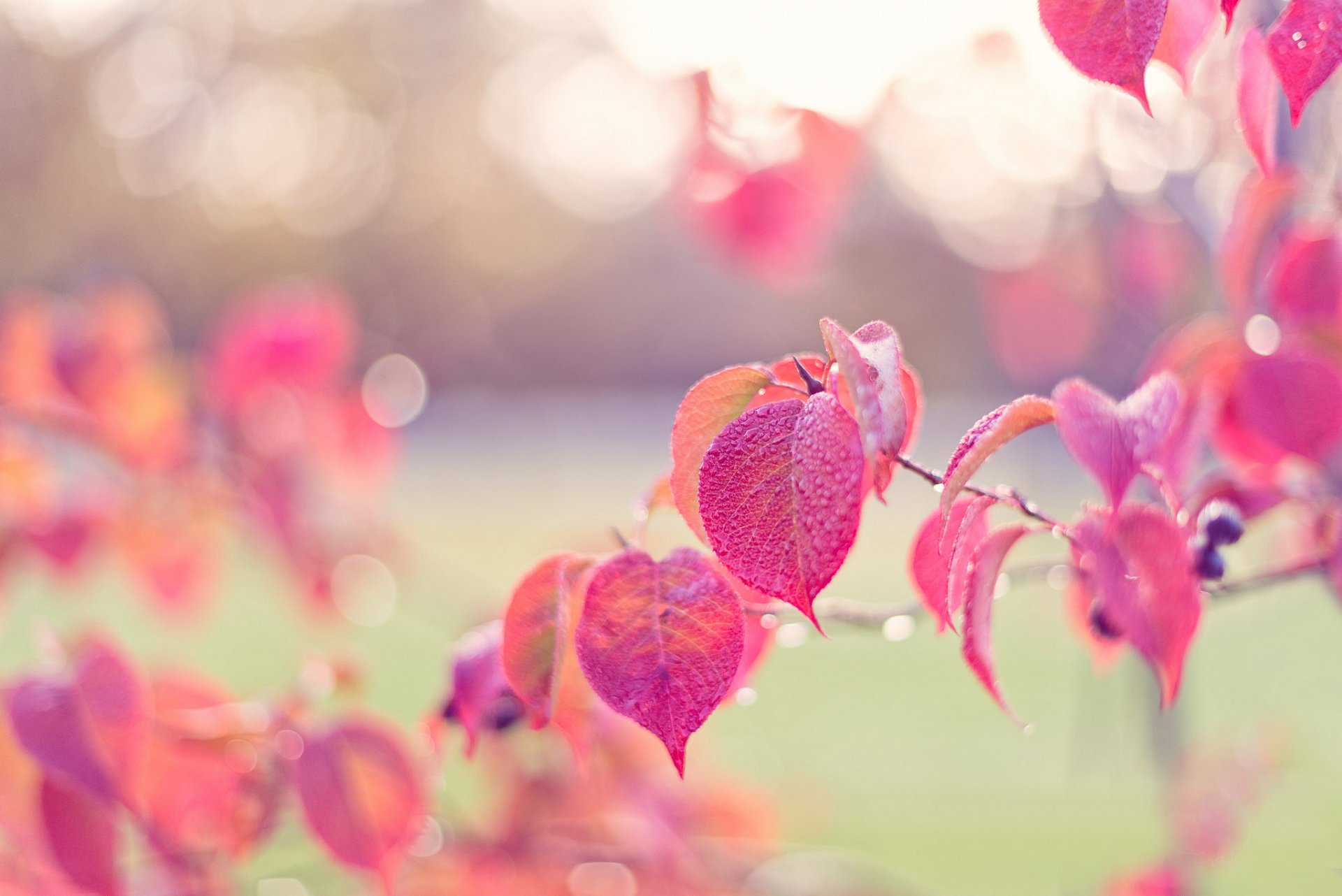 zweig blätter rosa herbst beeren tropfen tau blendung