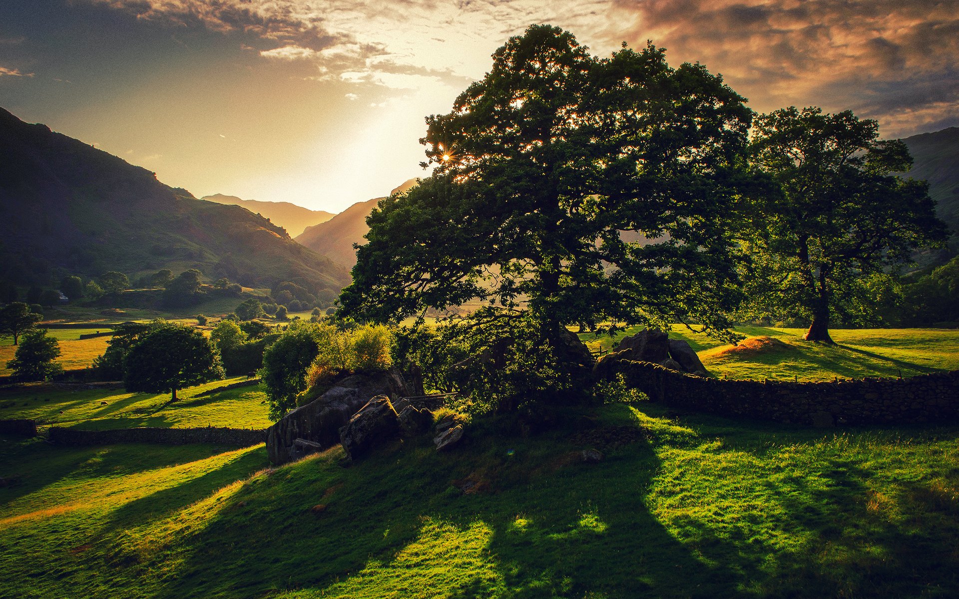 nature britain tree sun green summer