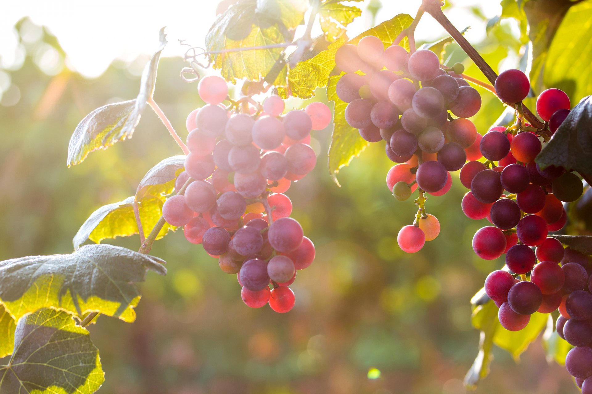 uva grappoli bacche foglie luce sole natura autunno