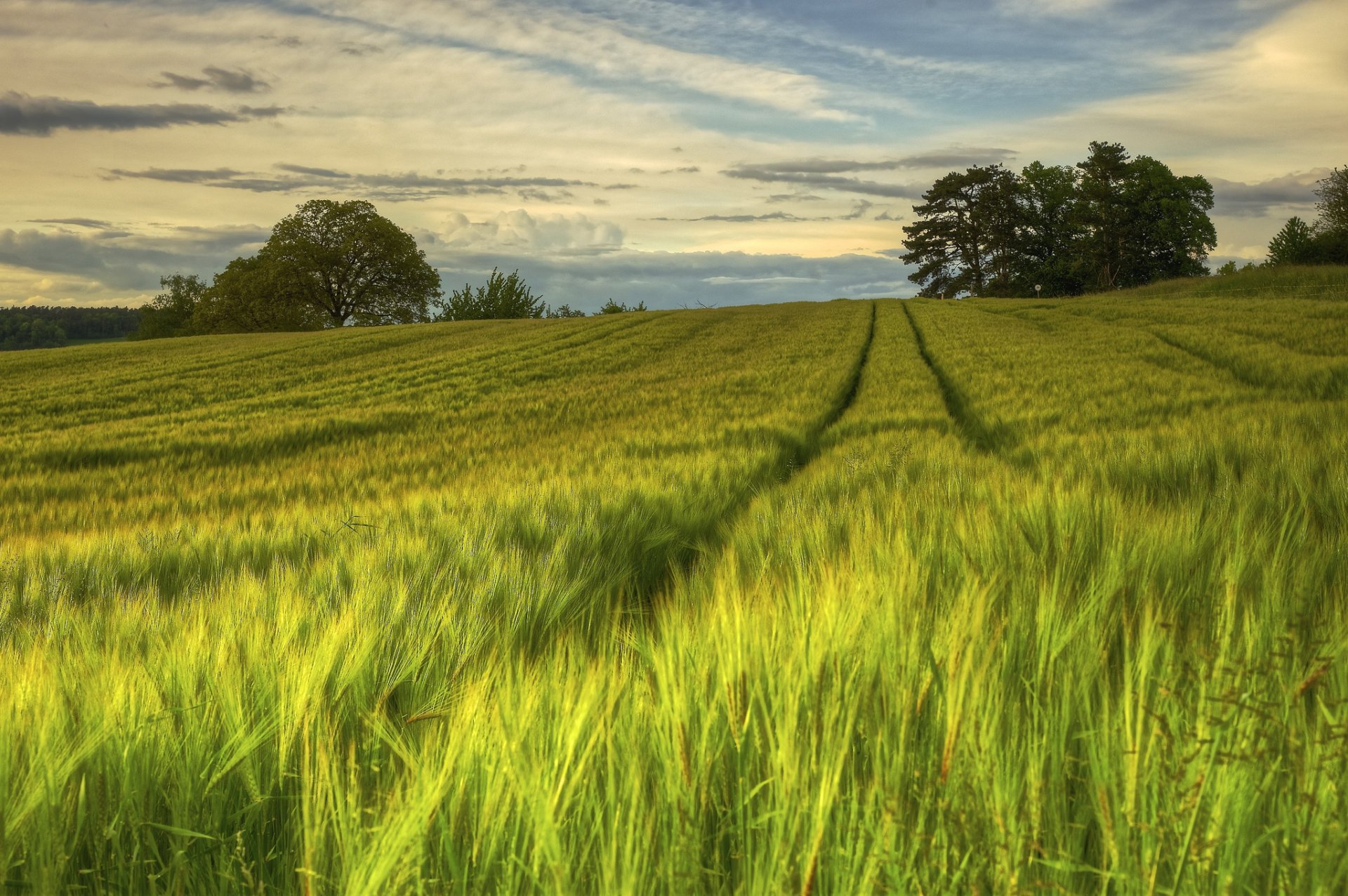 schweden natur feld abend sommer