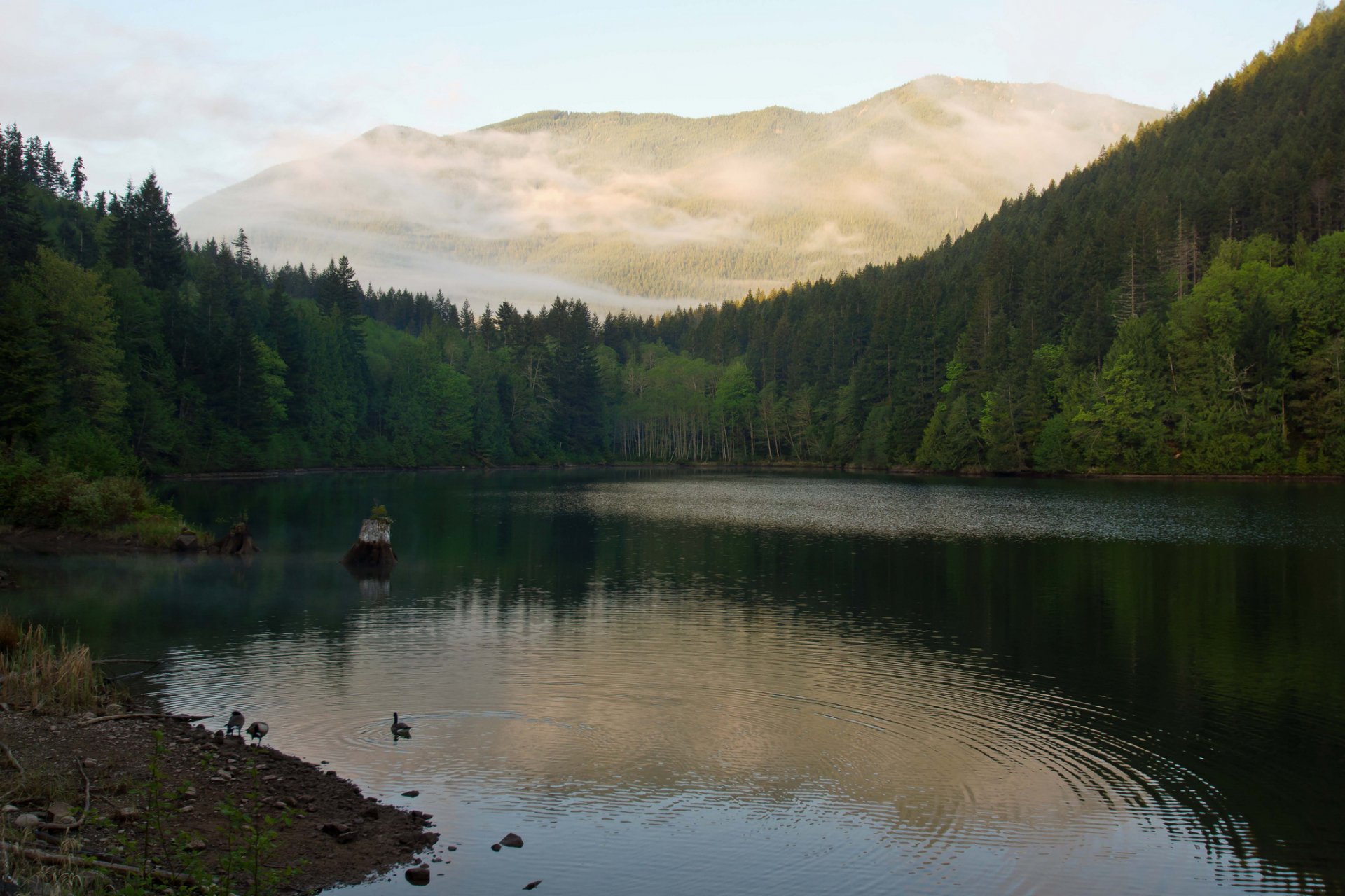 montagne forêt lac canards matin