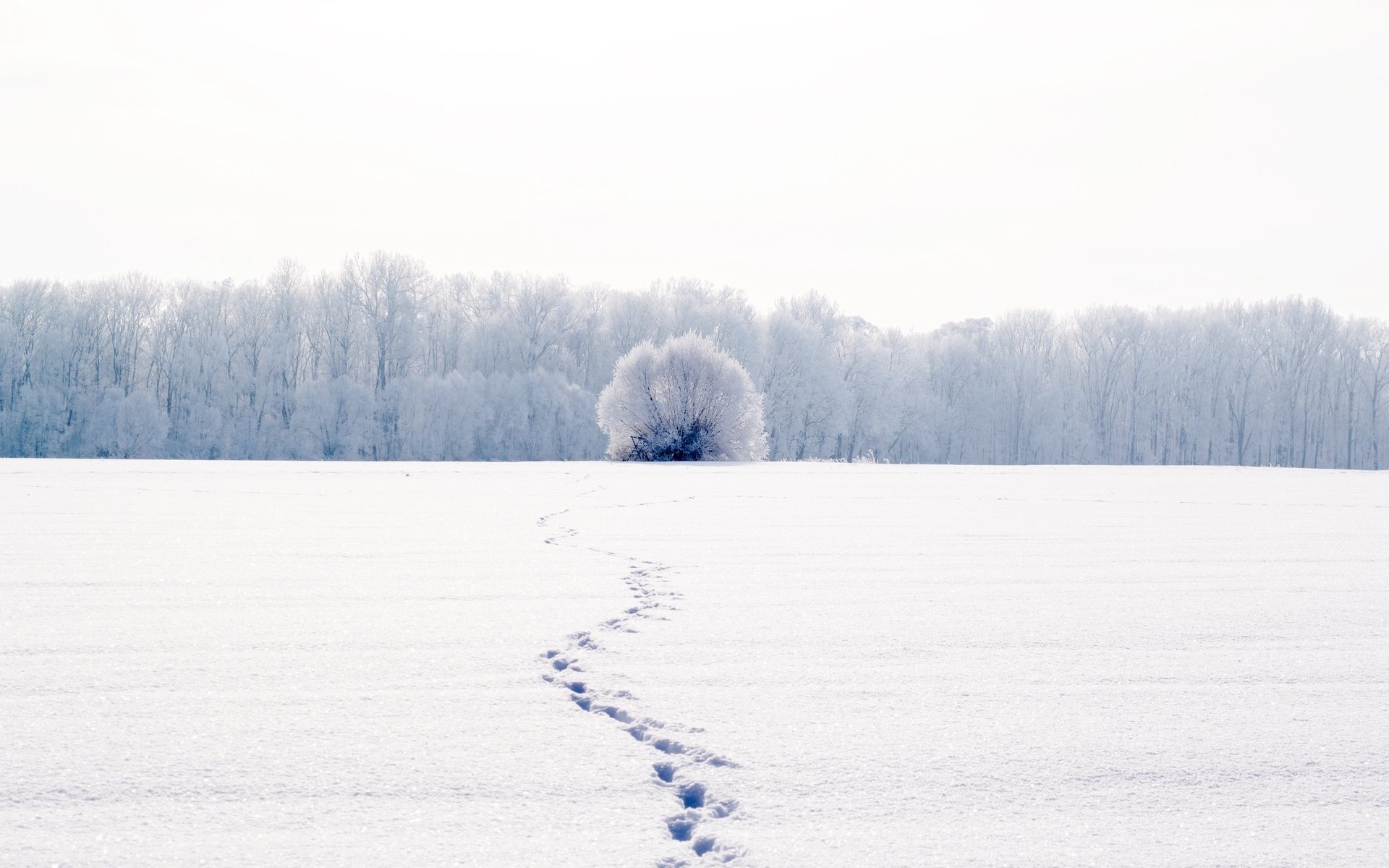 natur landschaft winter schnee kälte weiß spuren bäume baum hintergrund tapete widescreen vollbild widescreen widescreen