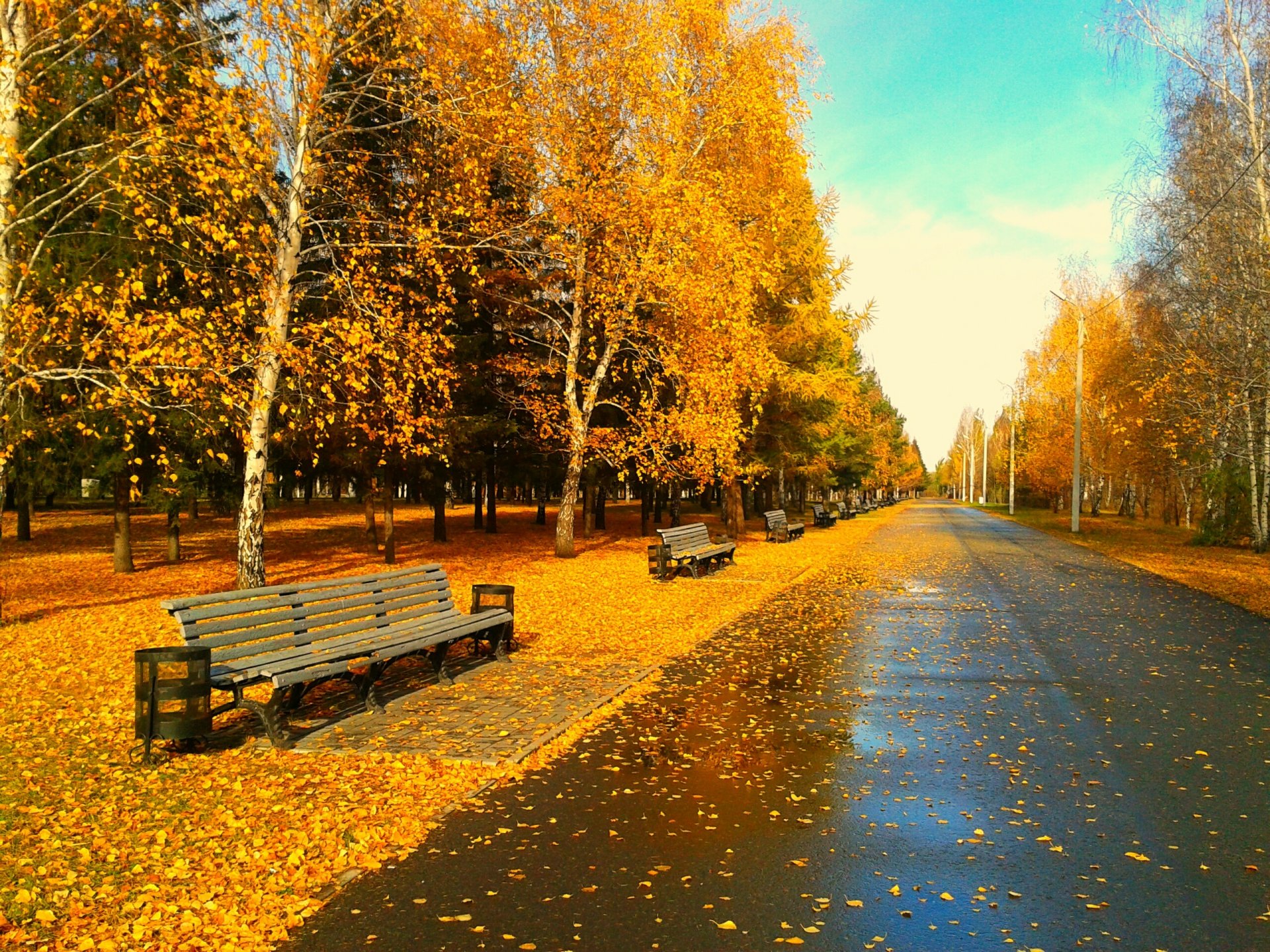 parc soirée feuilles feuillage banc automne doré omsk