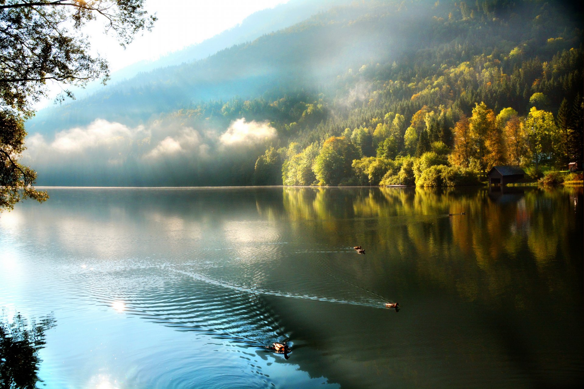 montañas bosque niebla lago patos mañana