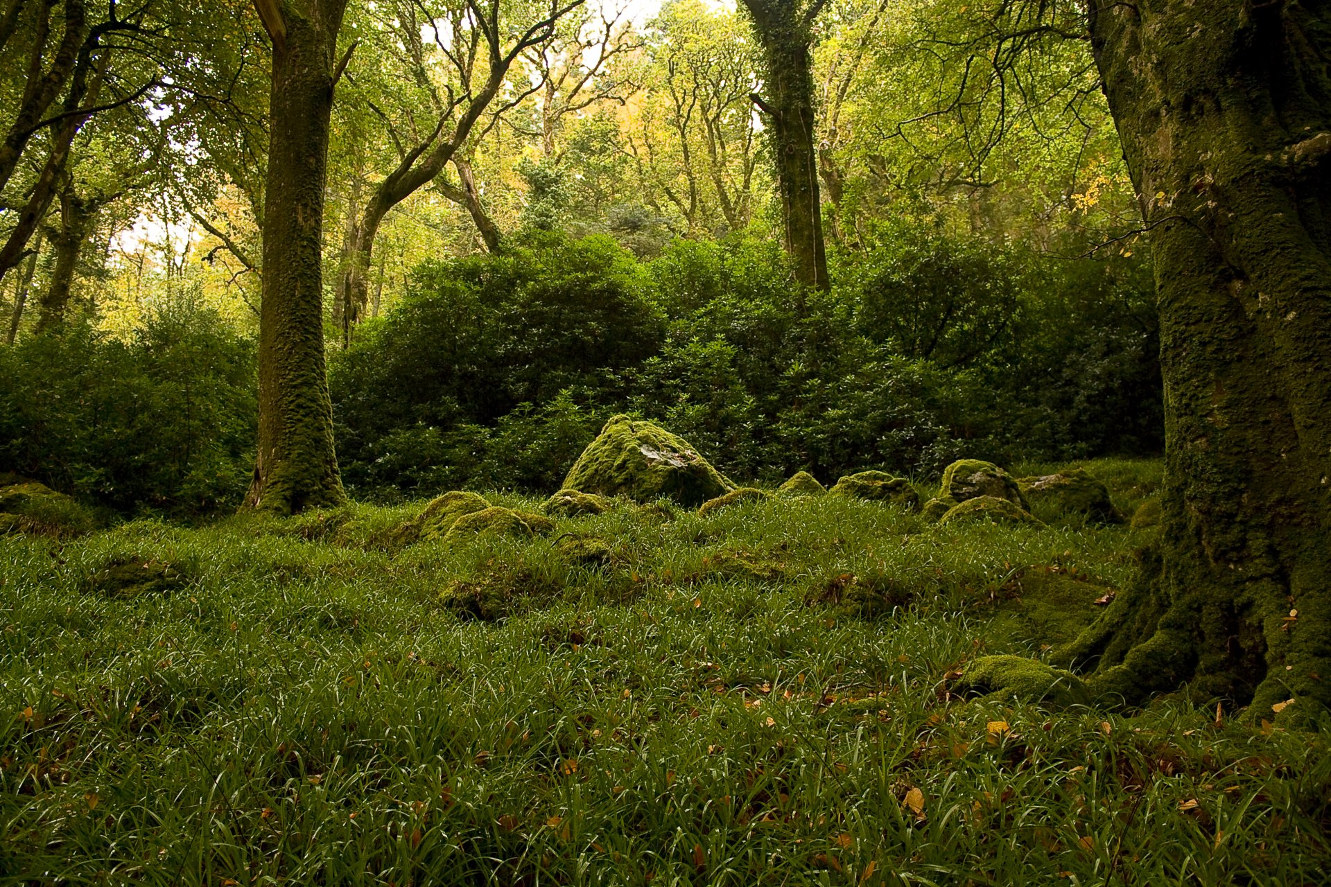 foresta alberi cespugli rocce muschio verde