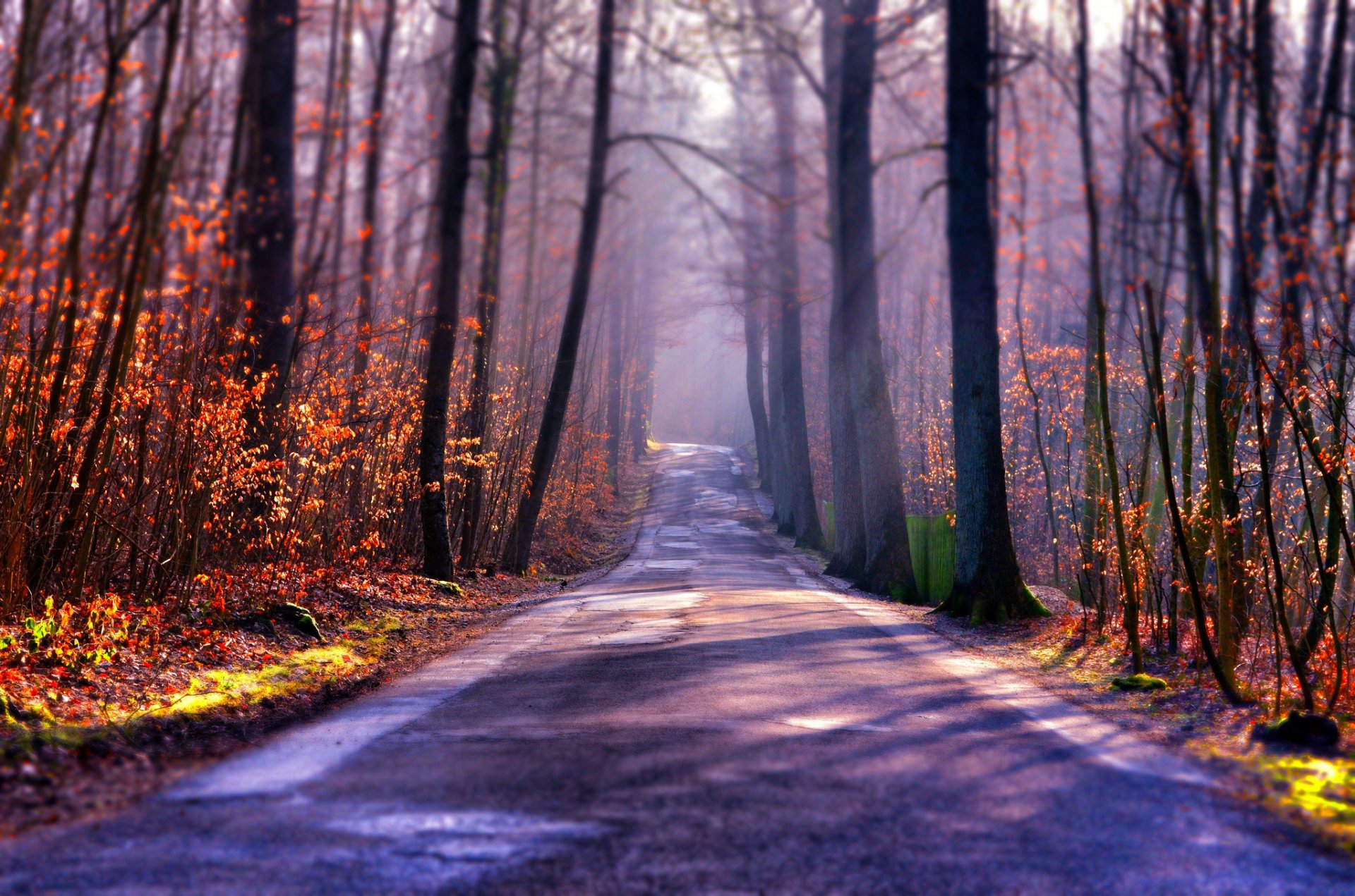 wald straße herbst nebel