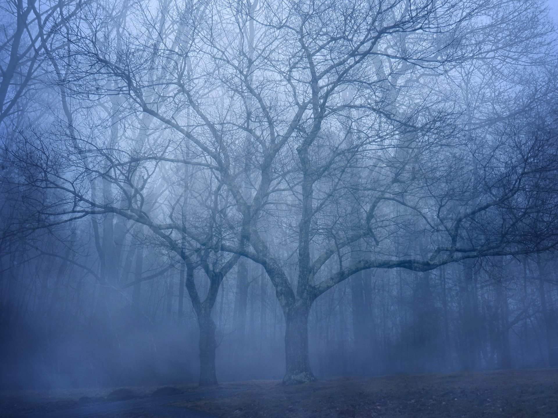 wald bäume nebel