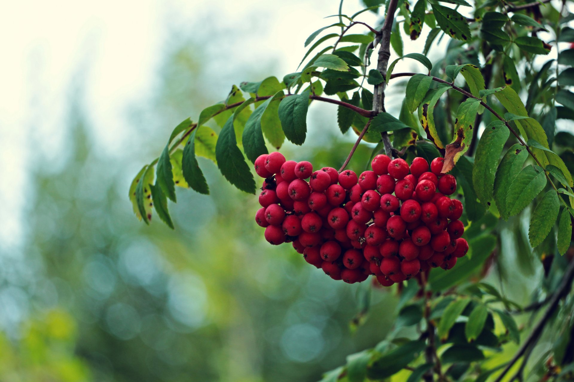 baum zweige blätter früchte rot eberesche