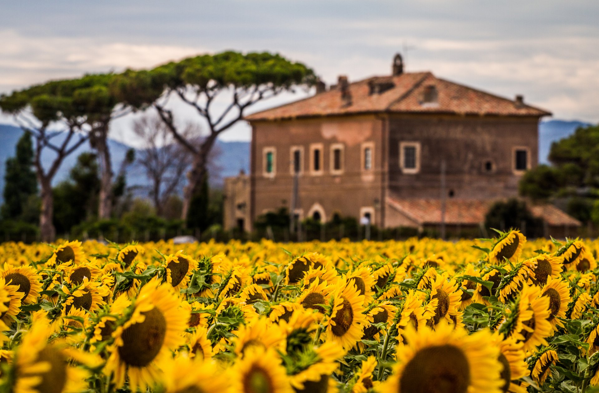 girasoli campo piante fiori natura casa casetta