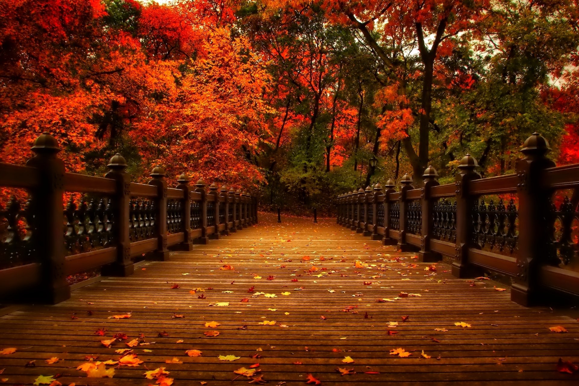 otoño naturaleza parque árboles hojas callejón ver paseo allley