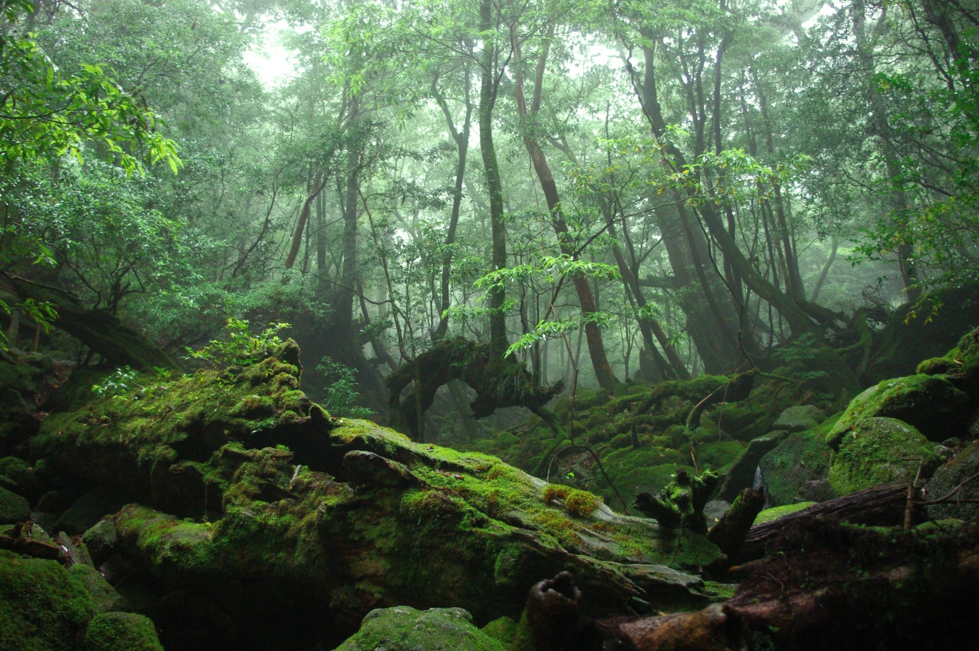 forest thicket tree moss the root