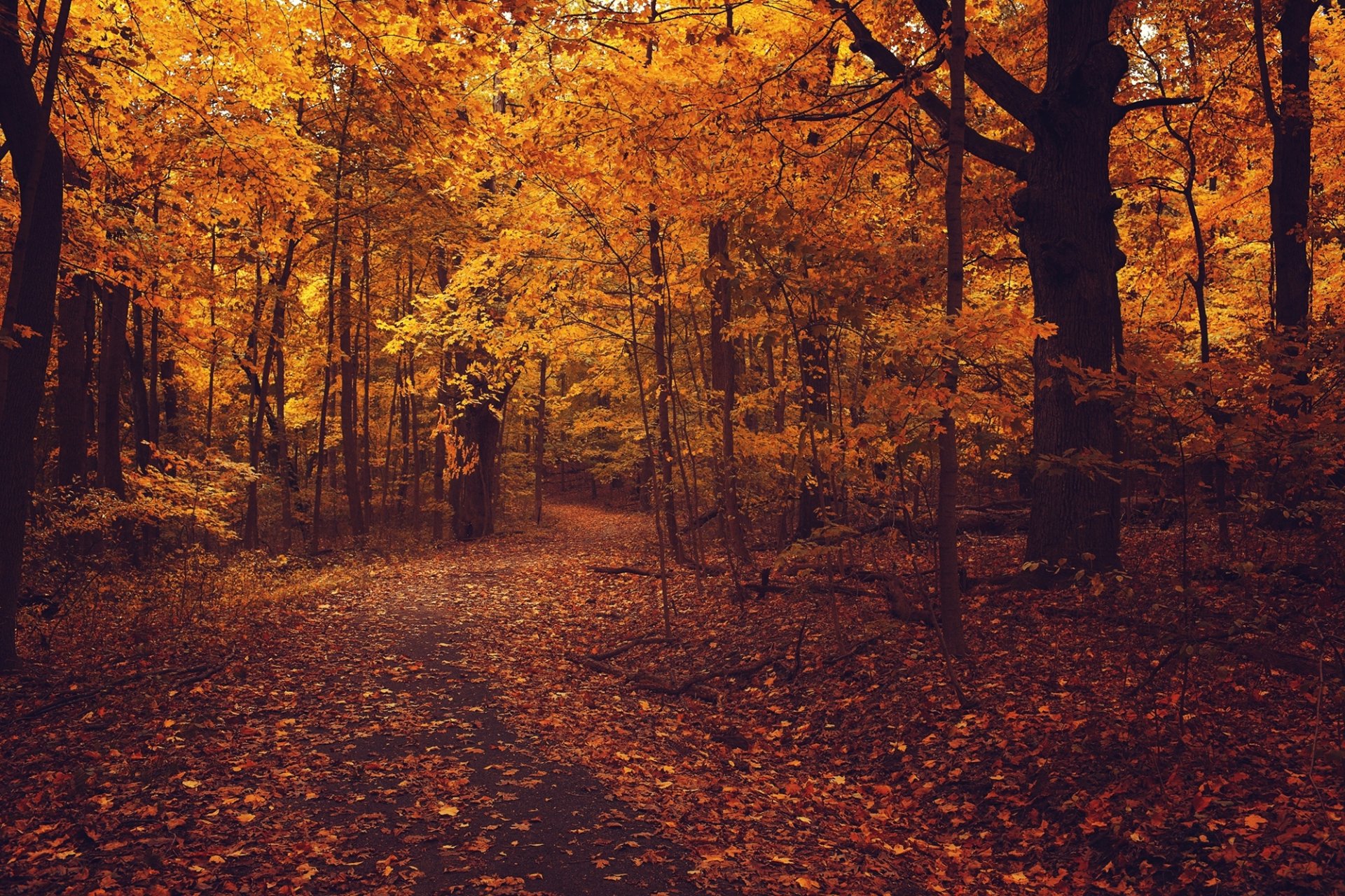 automne forêt route asphalte feuillage arbres branches feuilles jaune orange nature