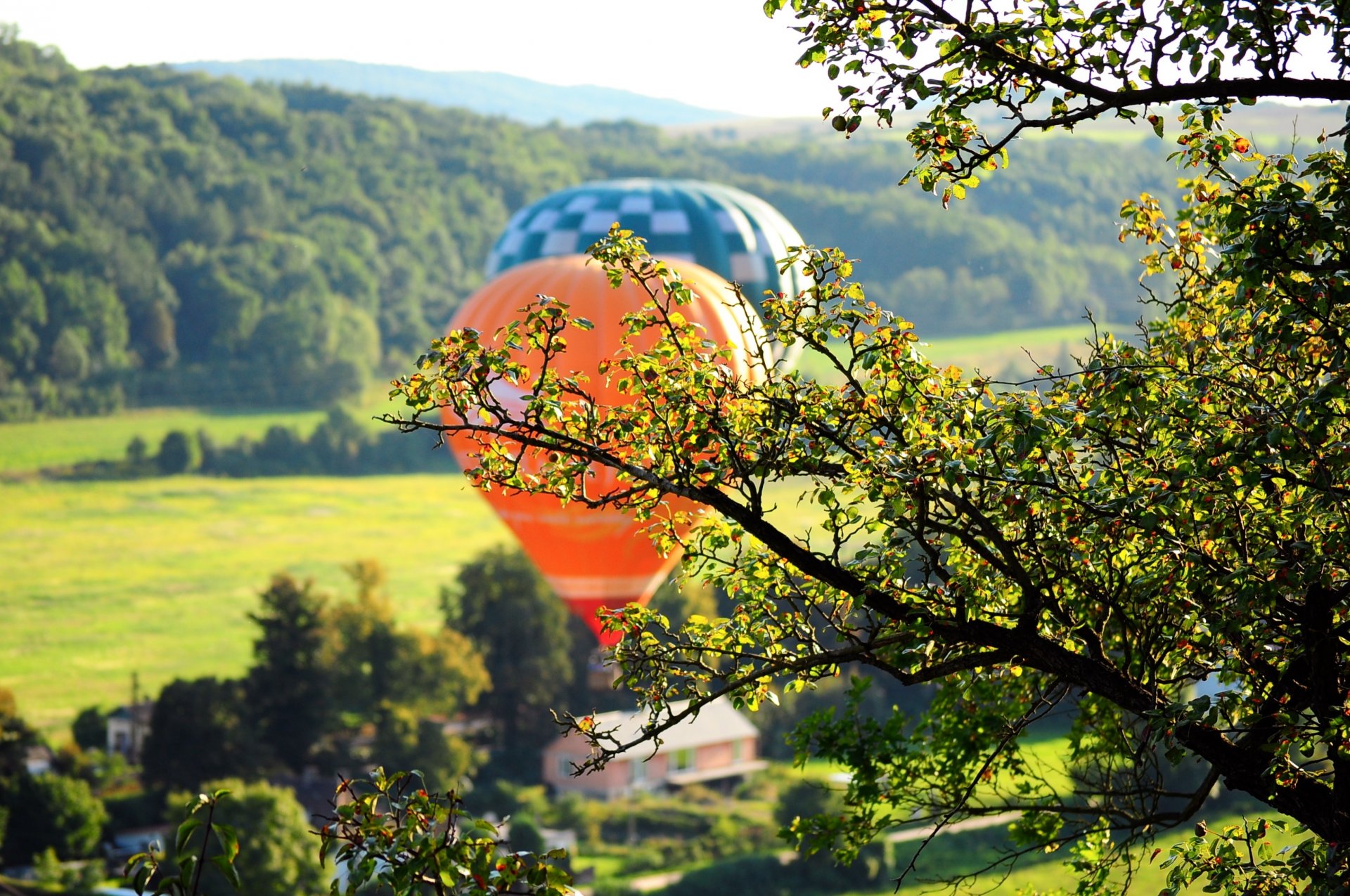 natura alberi albero foglie fogliame palloncino prato verde sfondo widescreen schermo intero widescreen carta da parati