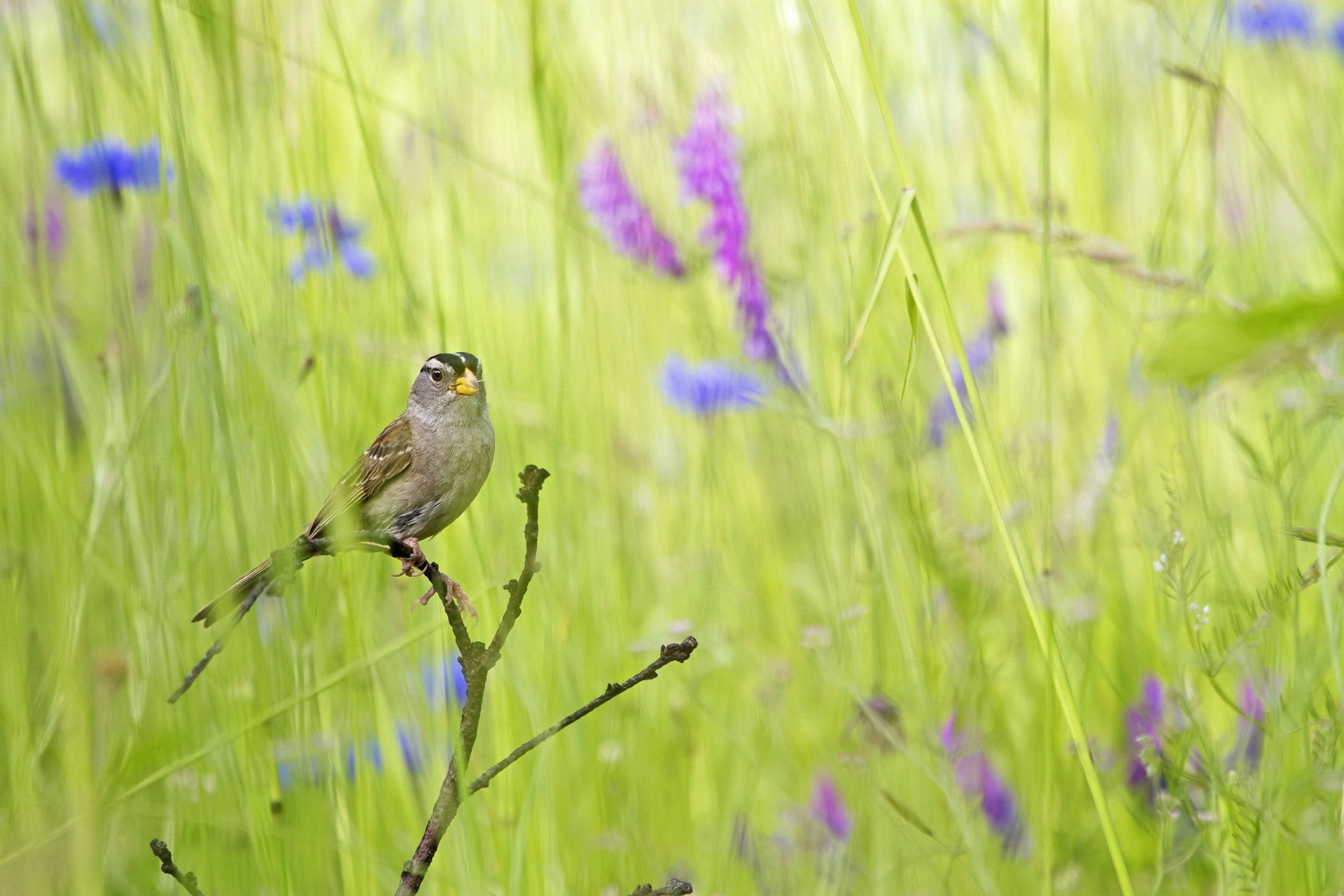 gras vogel sommer natur