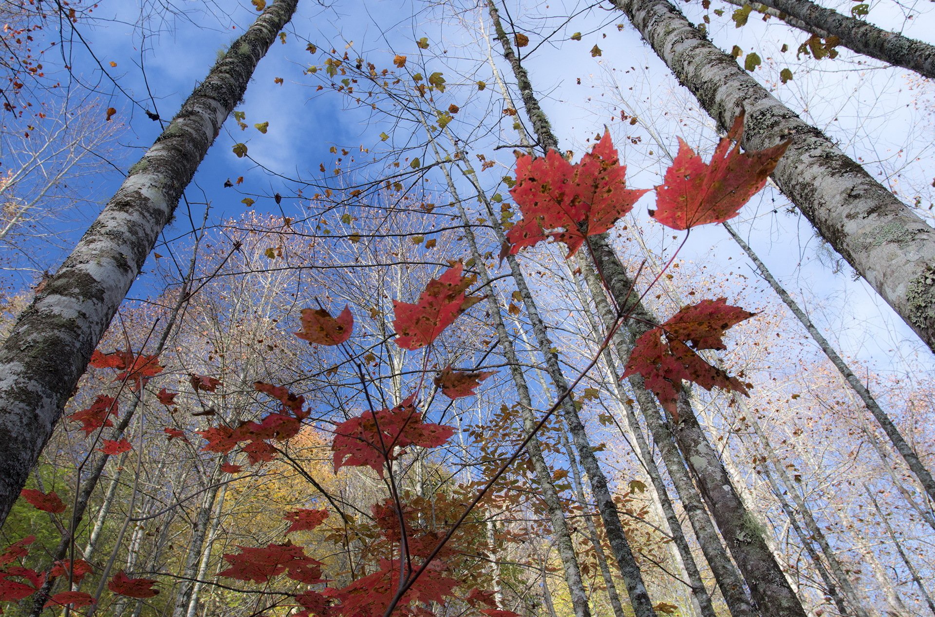 alberi rami foglie autunno