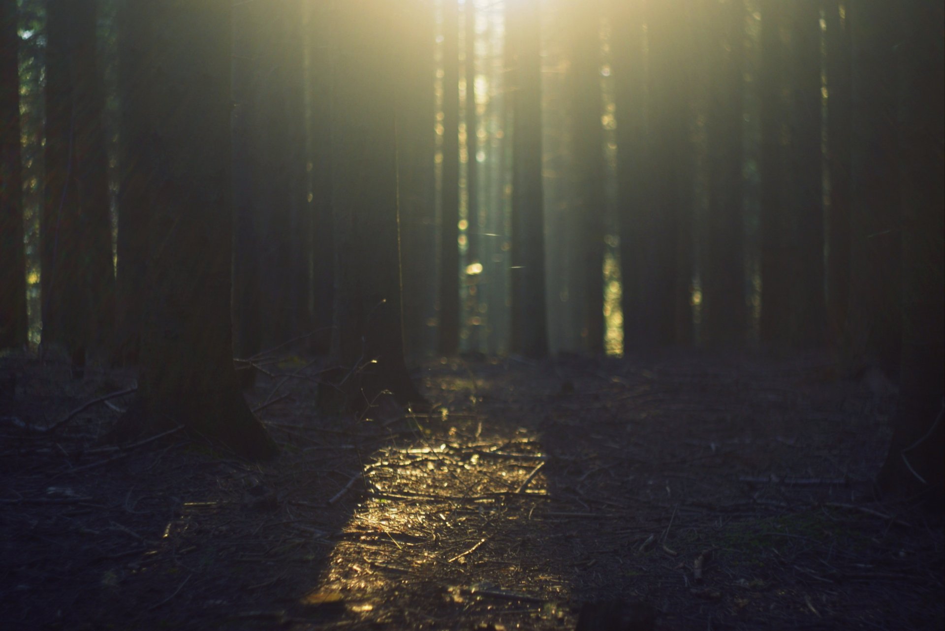 natura legno. alberi albero alberi lasciare luce sole raggi giorno sfondo carta da parati widescreen schermo intero widescreen widescreen