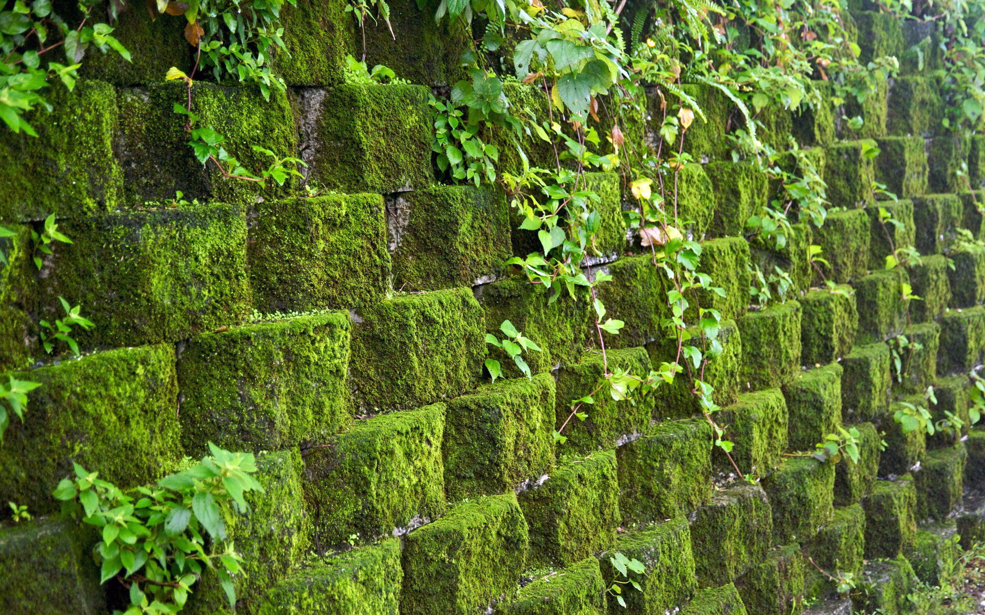 wall masonry stones moss greenery wall