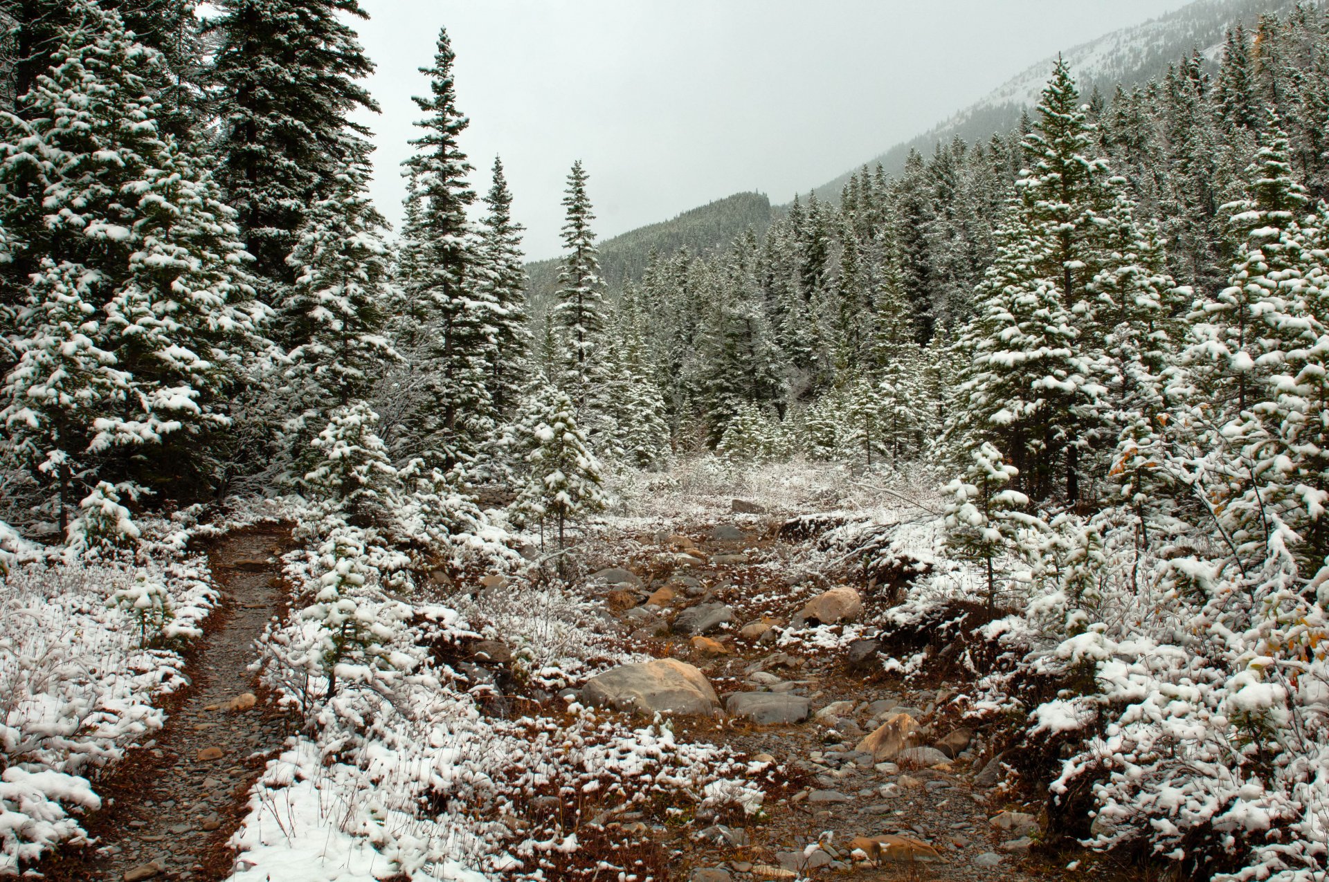 neve alberi sentiero foresta tardo autunno