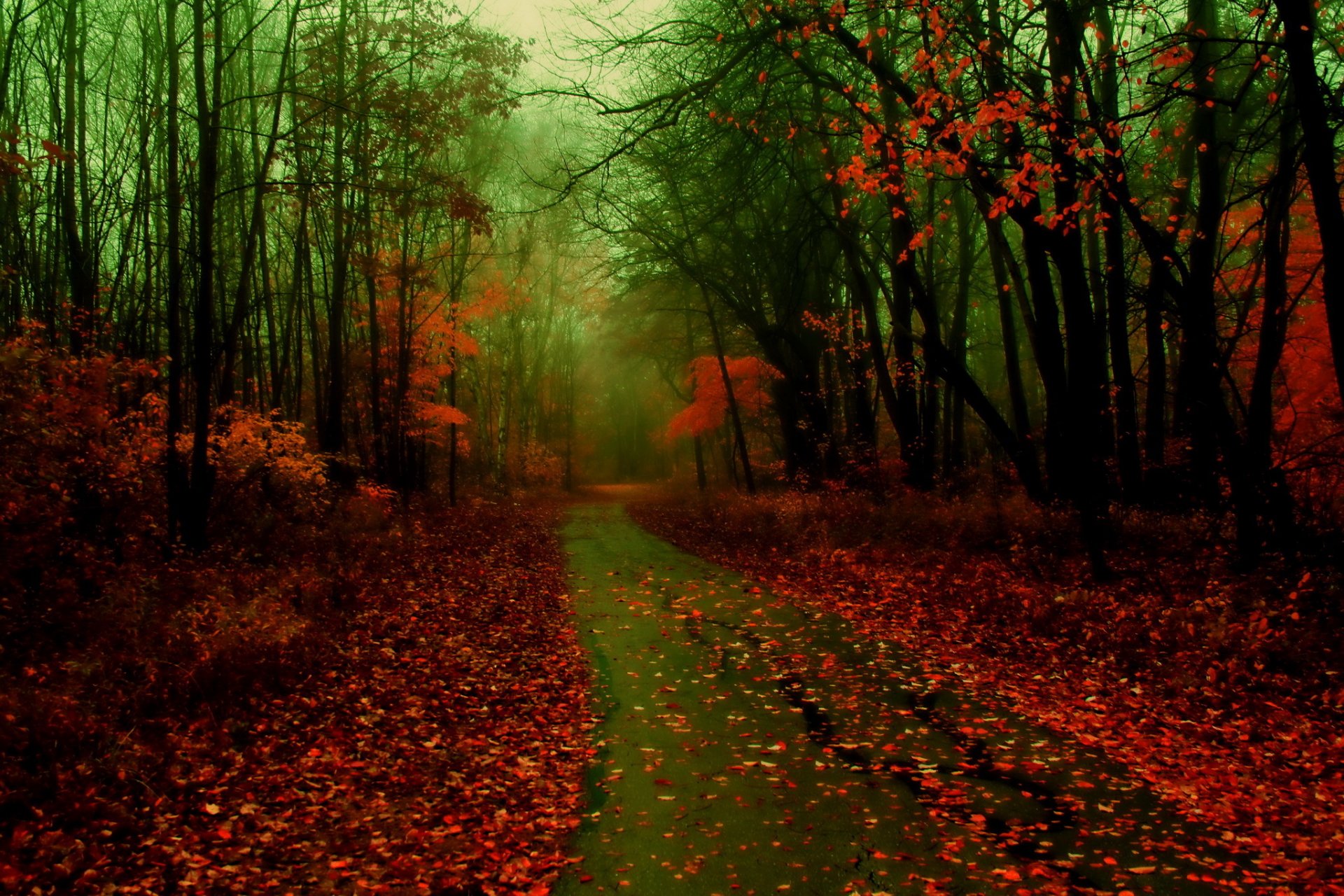 forest road autumn leaves fog nature photo