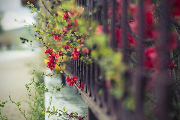 Schöne Blumen wachsen auf der Straße der Stadt