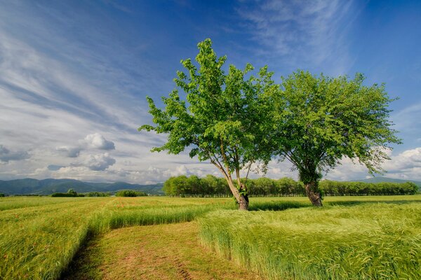 Campo verde y cielo azul