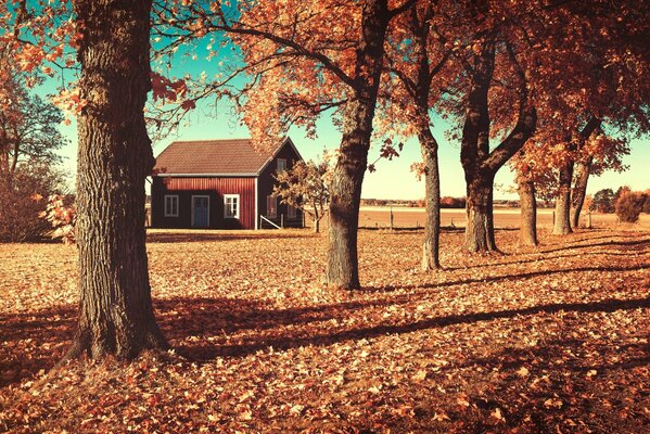 Haus im Feld neben den Herbstbäumen