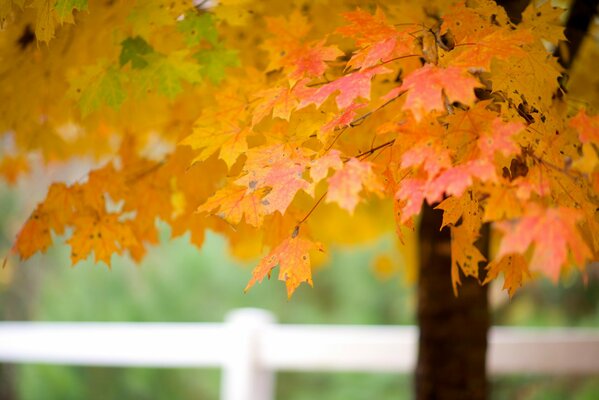 Herbstliche Ahornblätter am Baum