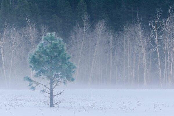 Yosemite Winter Nationalpark