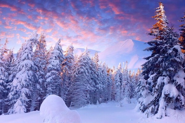 Winterwald vor dem Hintergrund von Bergen und Wolken