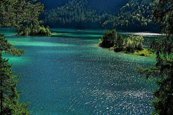 Summer in the forest with a lake