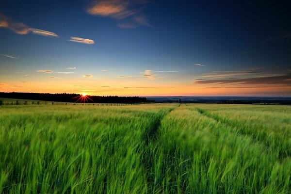 Green grass is a great landscape