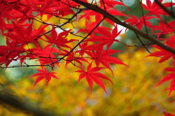 A branch of red maple leaves in autumn