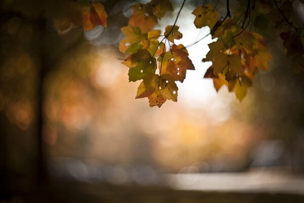 Atem des Herbstes im Stadtpark