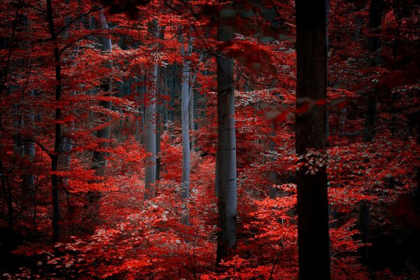 Forêt dans les feuilles cramoisies