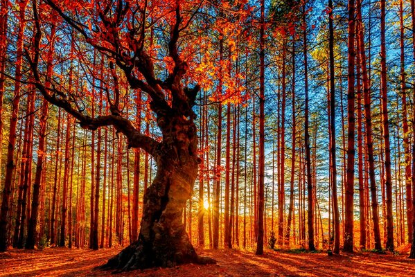 Forêt d automne. Grand arbre