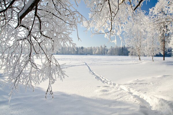 Paysage d hiver dans la forêt