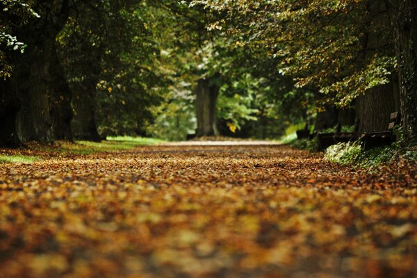 En el parque de otoño a través del bosque