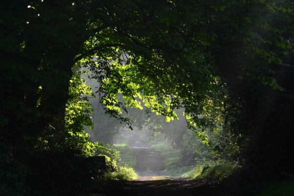 An empty path in a green forest