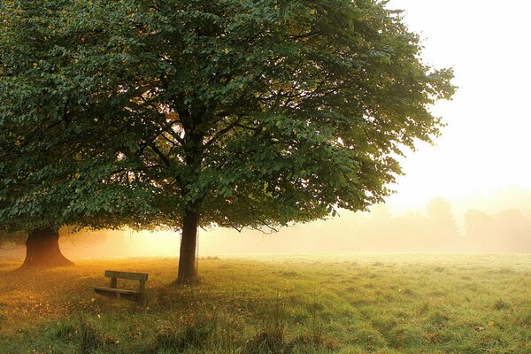 Brume matinale dans le parc. Aube