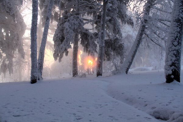 Amanecer a través del hielo y la nieve del bosque de febrero