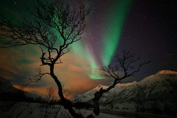 Aurora boreal contra un árbol