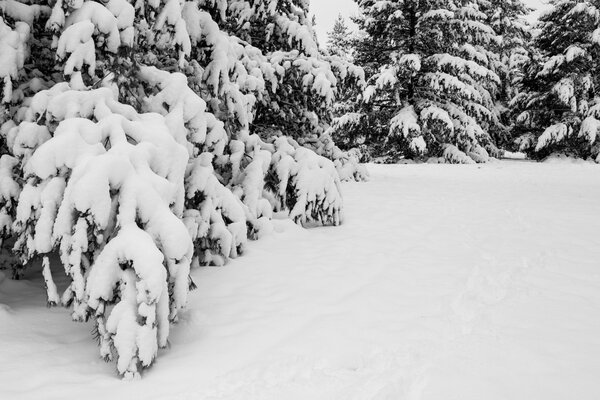 Abetos nevados en el bosque de invierno