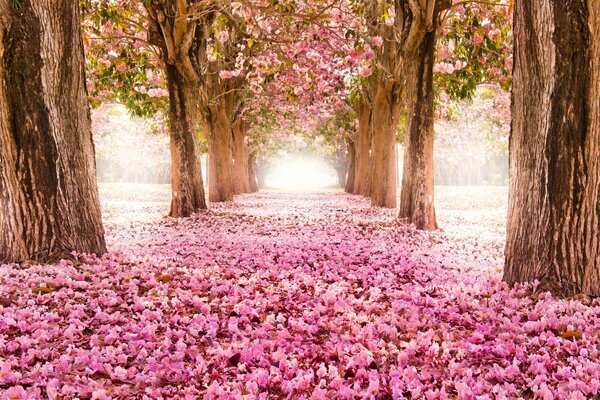 Cherry Blossom Alley